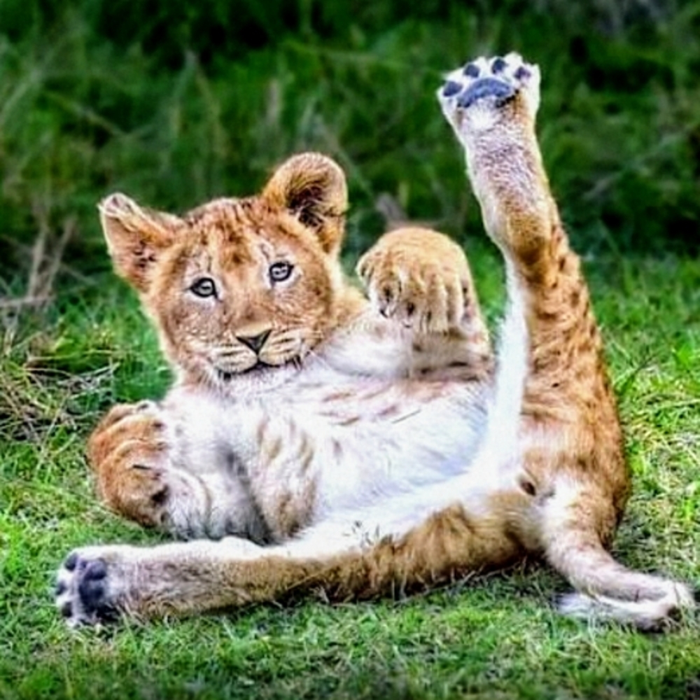 Plush Lion Cub Toy for Small Pets